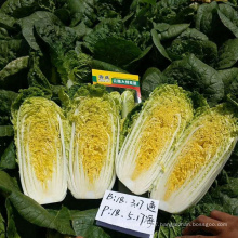 Yellow inside  prickle  Chinese leaf  vegetable bakchoy pakchoy cabbage seeds